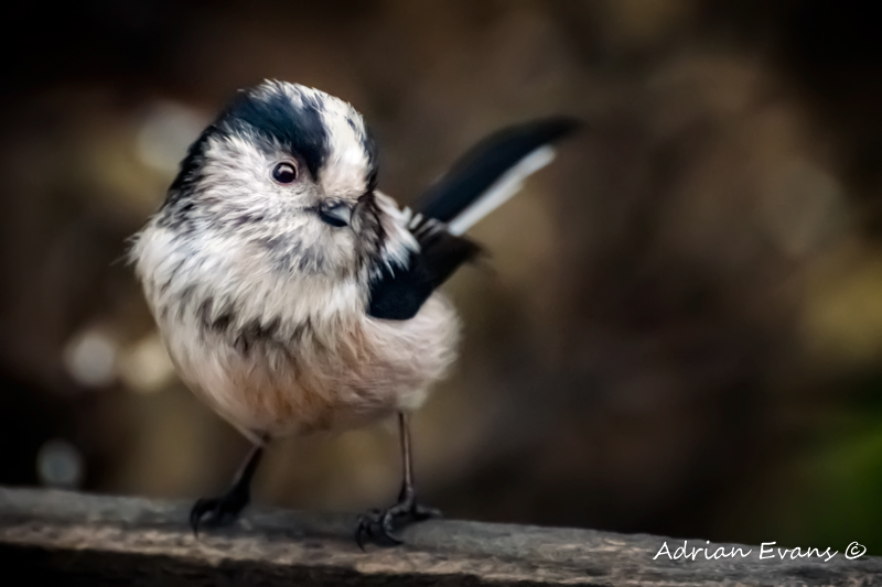 Fluffy The Long-Tailed Tit
